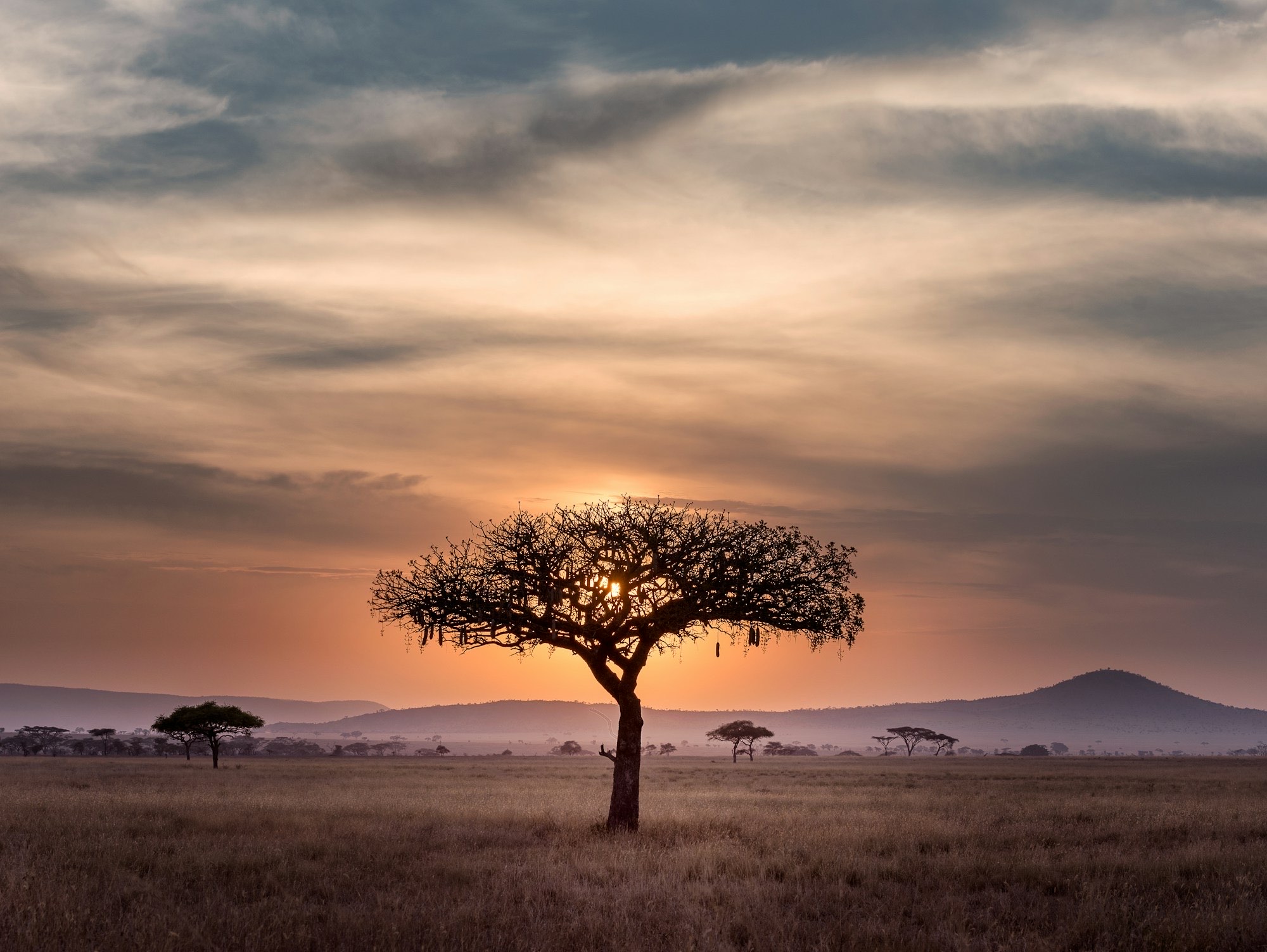 Savanna landscape at sunset