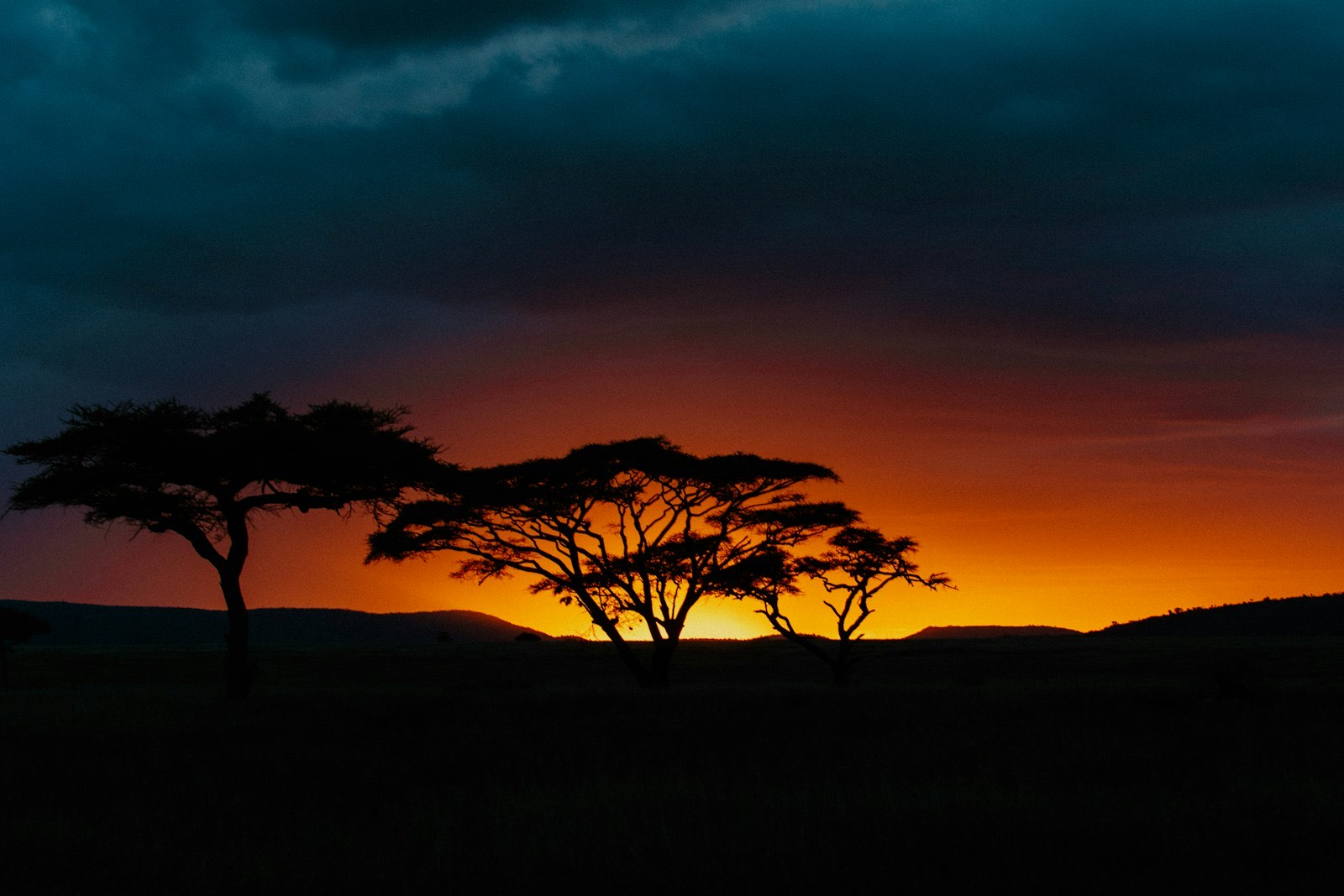 Savanna landscape